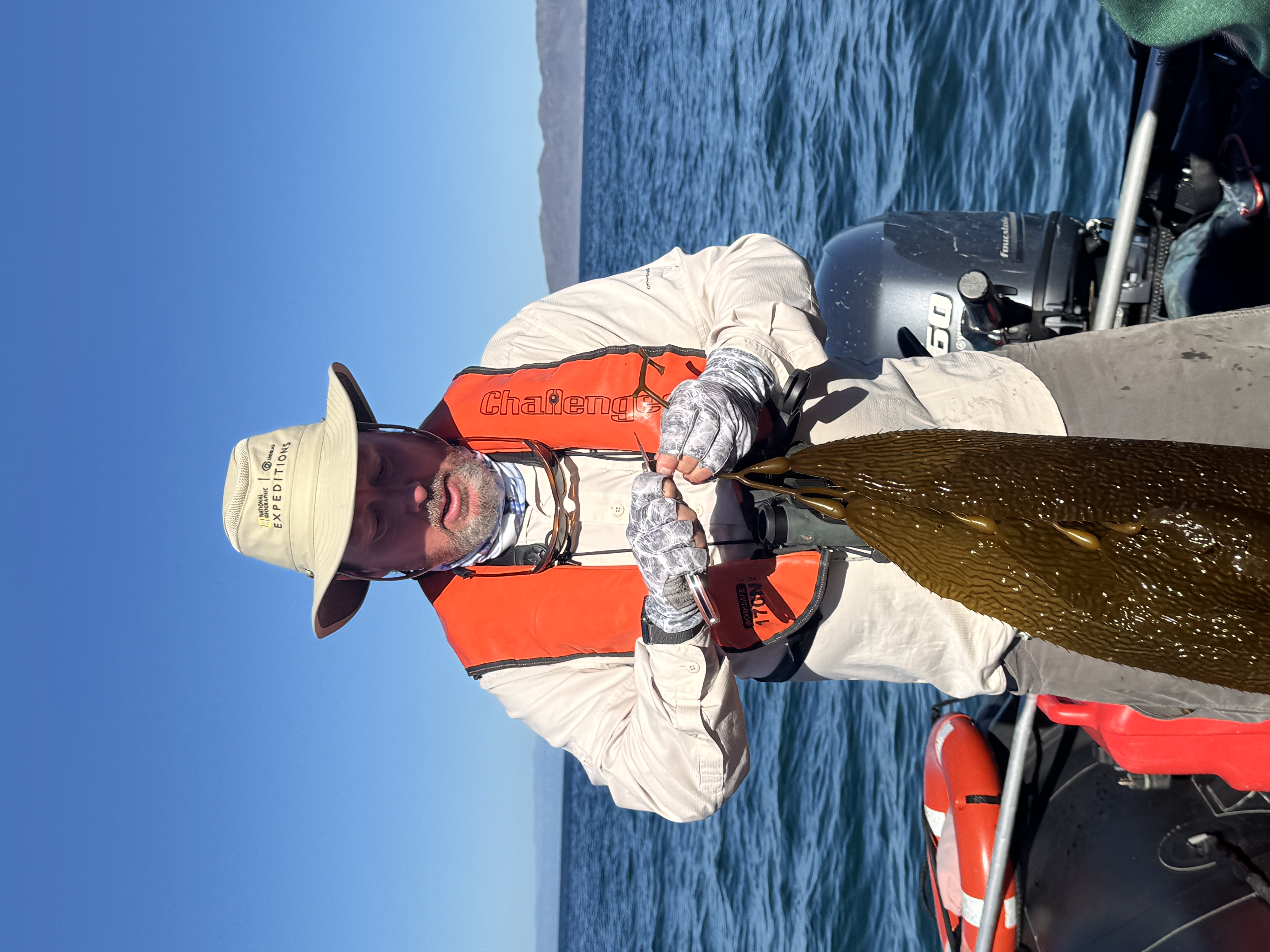 Giant sea kelp - Channel Islands