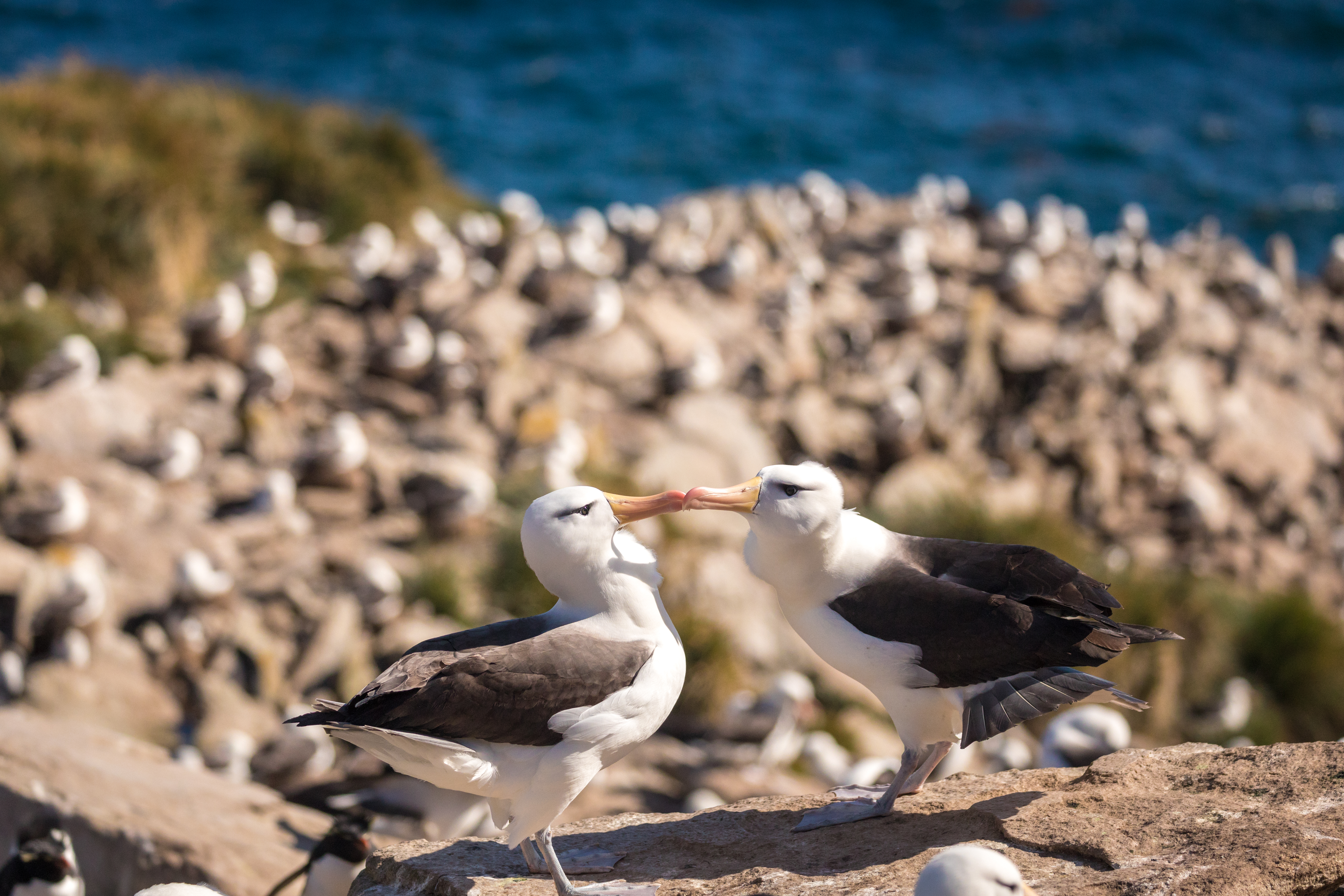 Wandering albatross