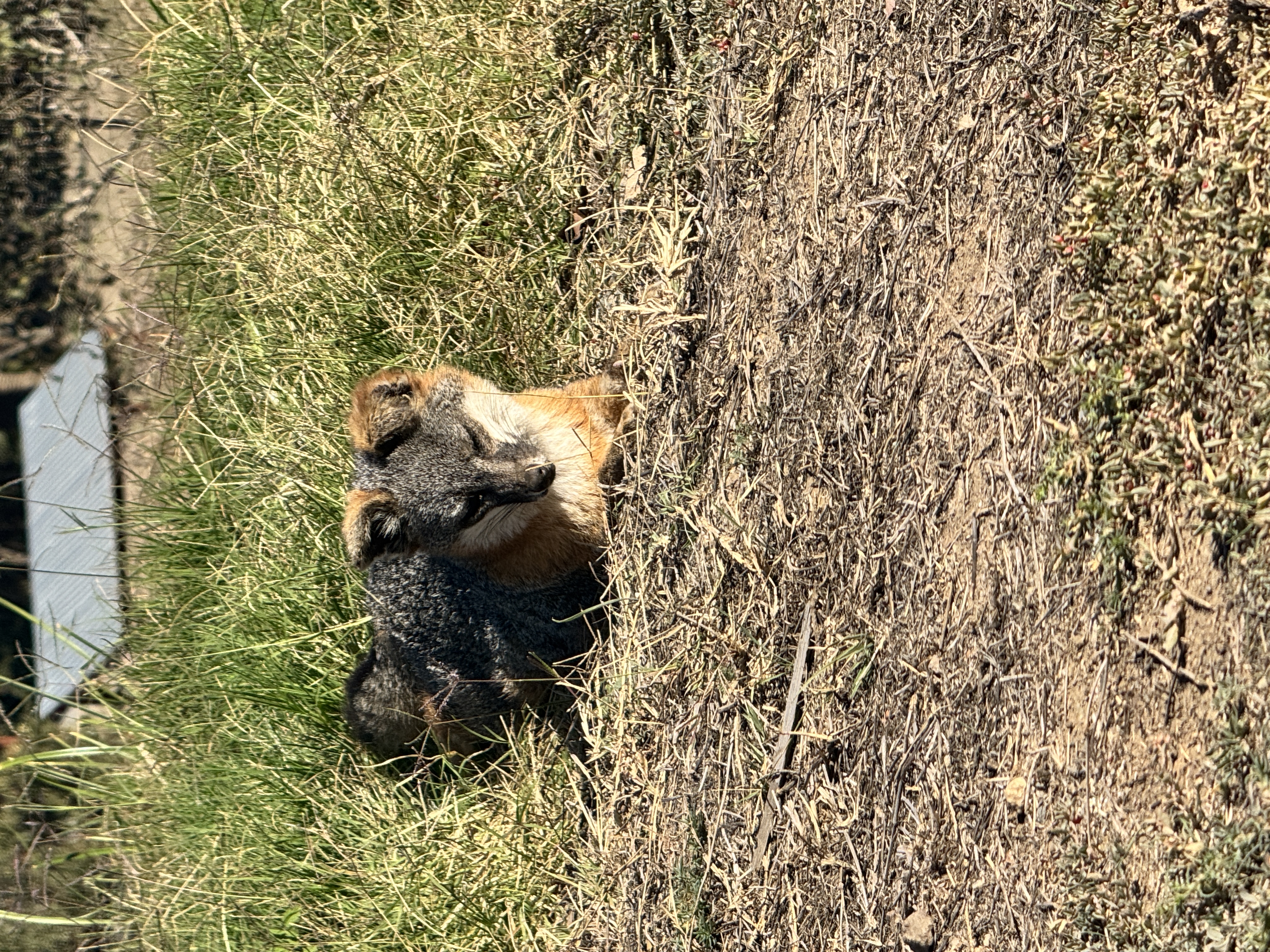 Island Fox - Channel Islands endemic species