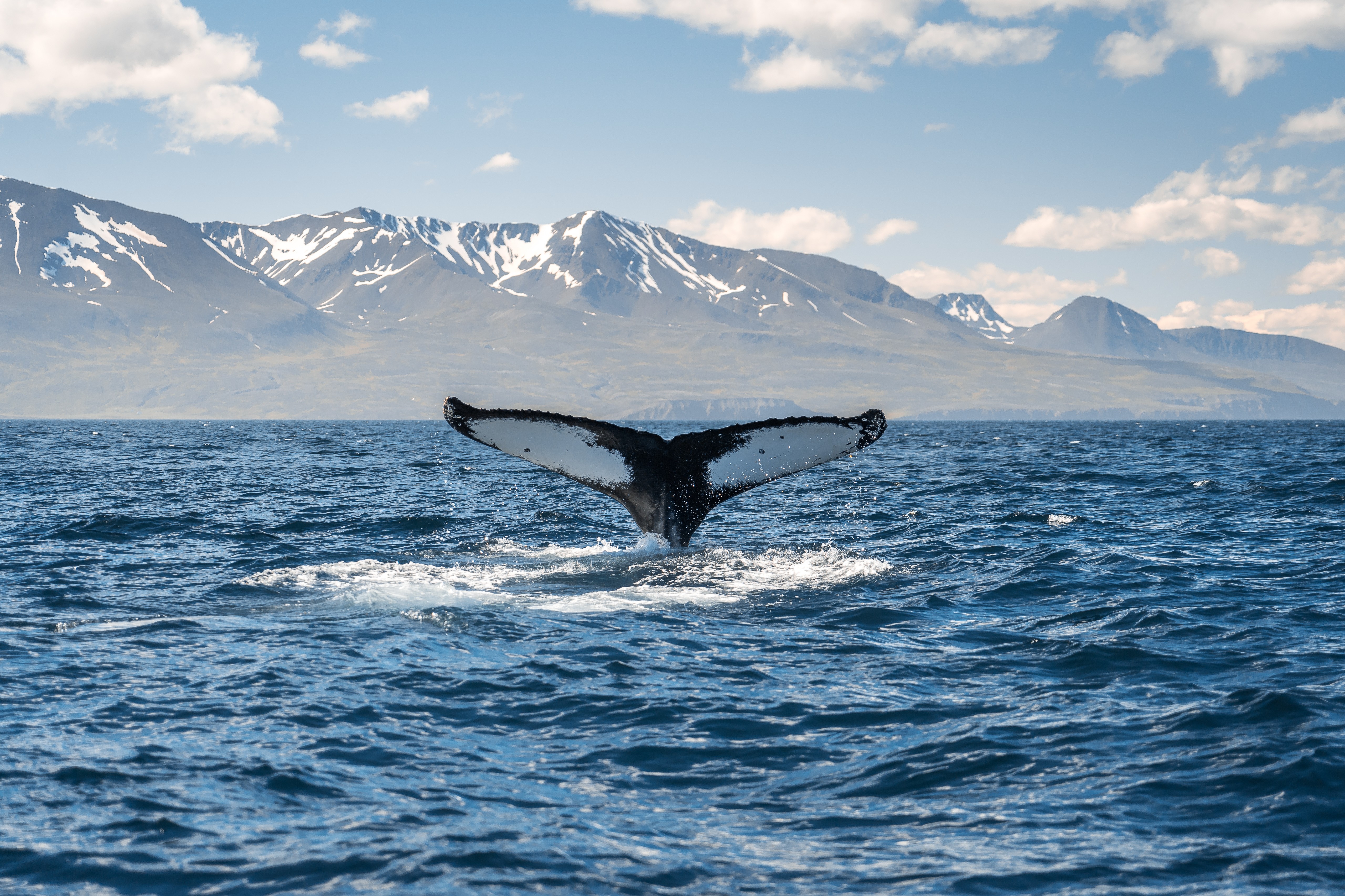 Humpback whale