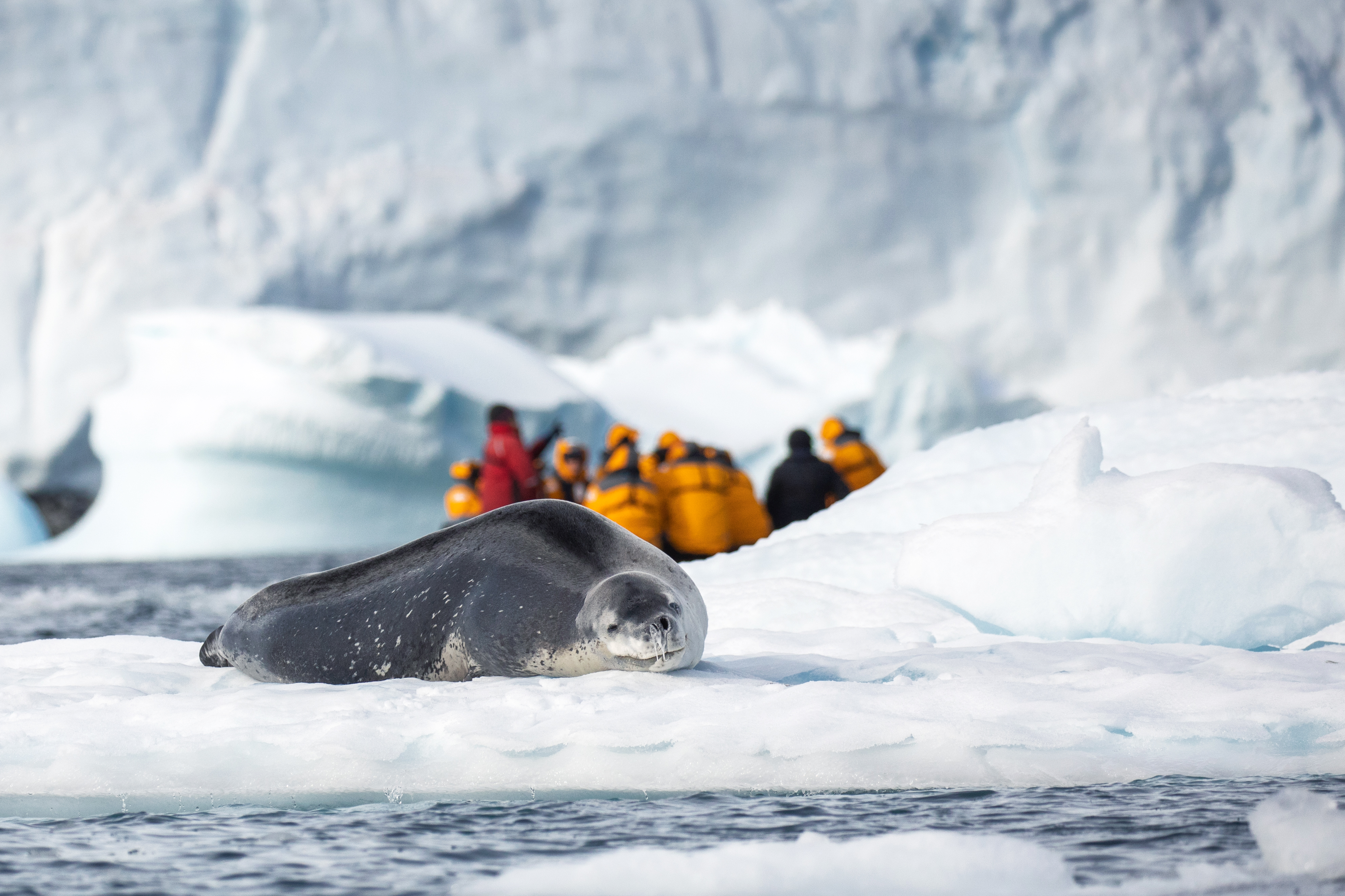 Leopard seal