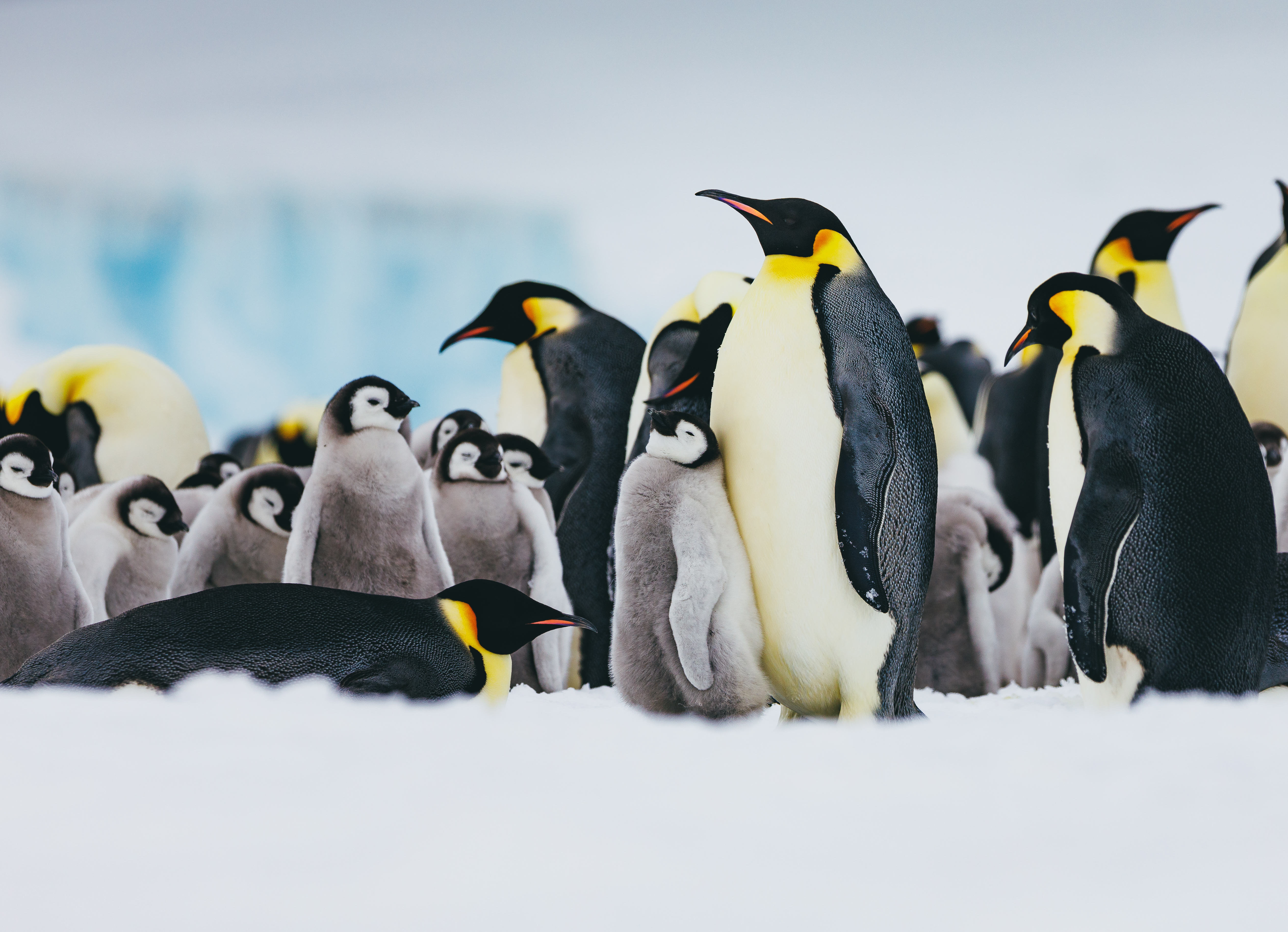 Gentoo penguins